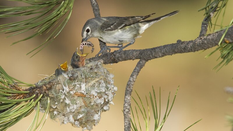 Adult Bird Feeding Chicks — Green, Natural, Morning, Photograph, Nest, Branch