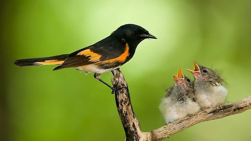Adult Bird Feeding Chicks — Green, Natural, Morning