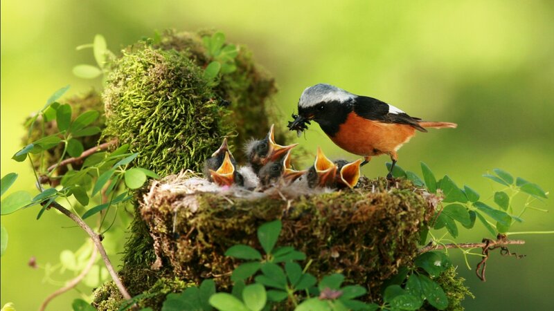 Adult Bird Feeding Chicks — Green, Natural