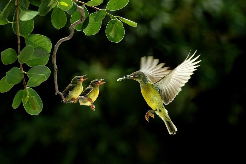 Adult Bird Feeding Chicks — Green