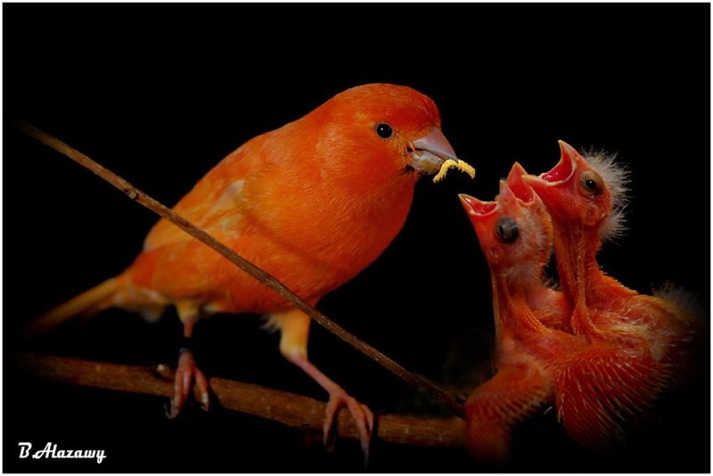 Adult Bird Feeding Chicks — Orange