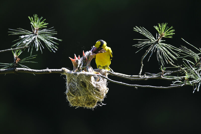 Adult Bird Feeding Chicks — Yellow
