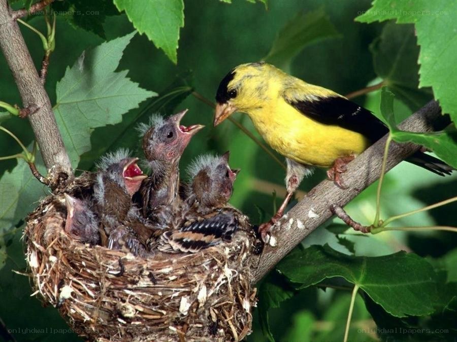 Adult bird feeding chicks