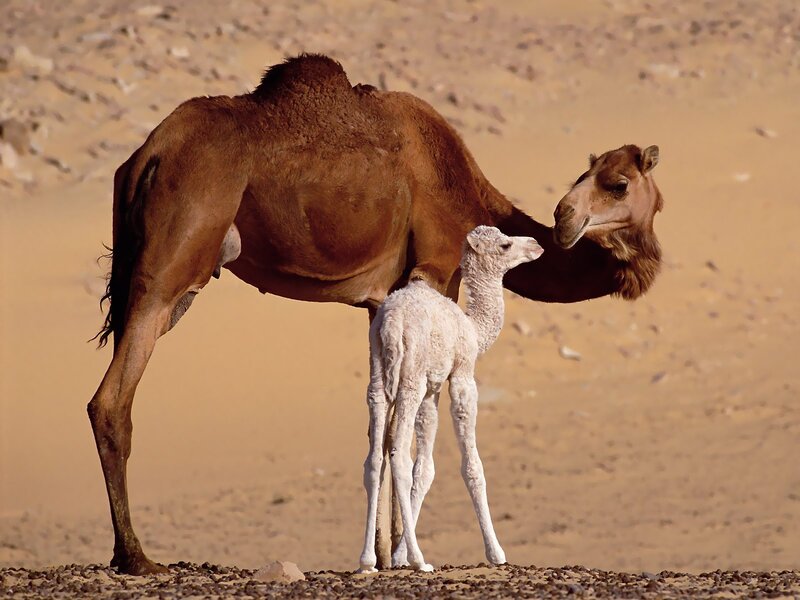 Adult Camel with Calf — Brown