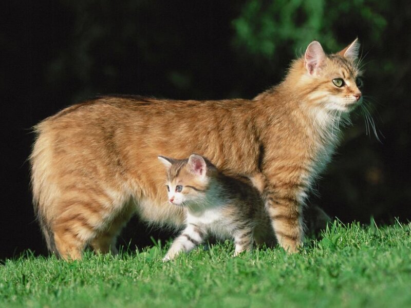 Adult Cat and Kitten