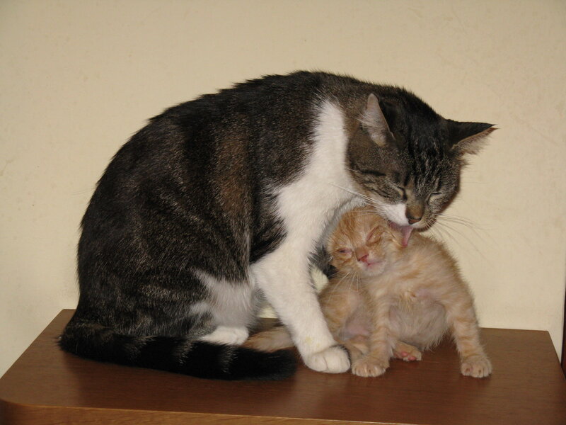 Adult Cat Grooming Kitten