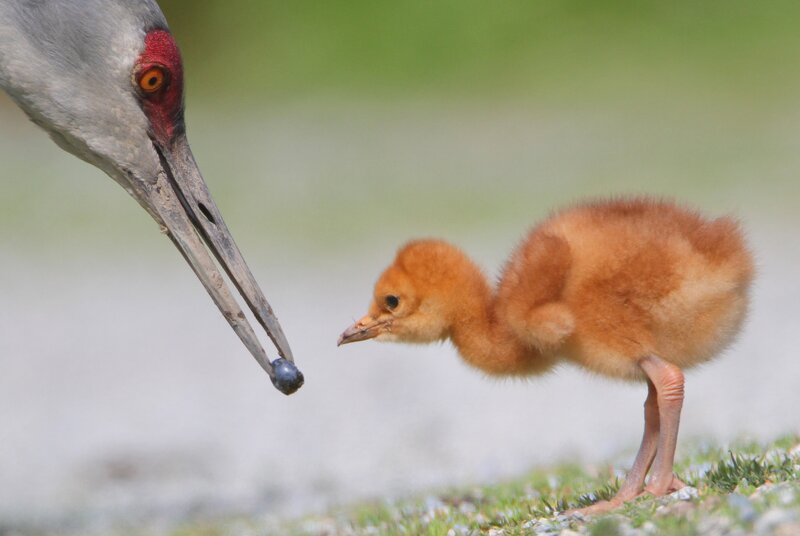 Adult crane feeding chick