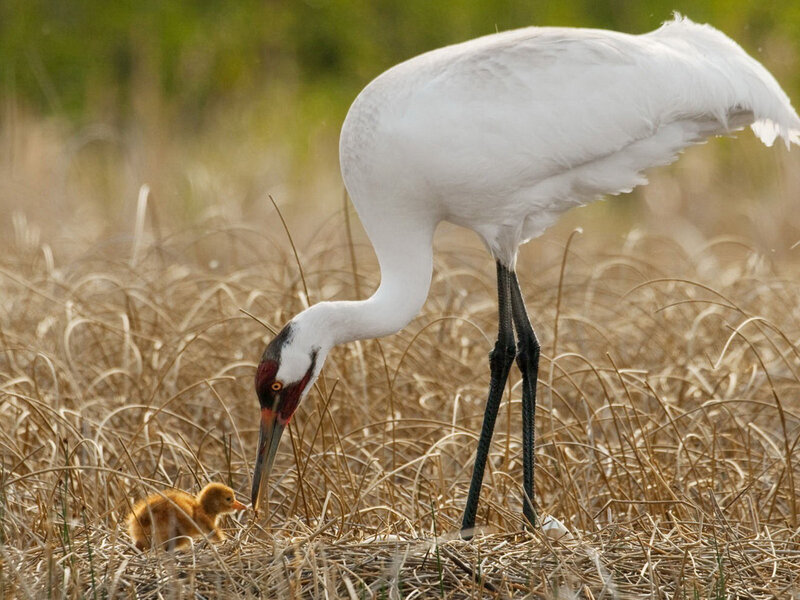 Adult Crane with Chick — White