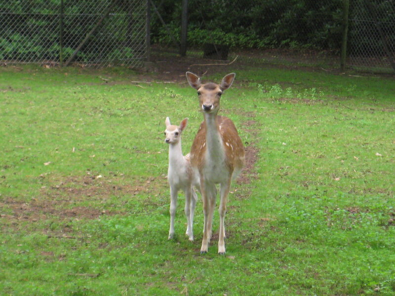 Adult Deer and Fawn