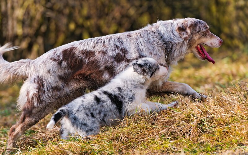 Adult dog and puppy playing
