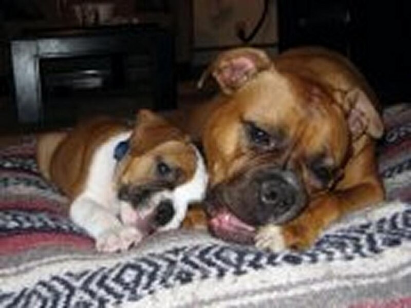 Adult dog and puppy resting