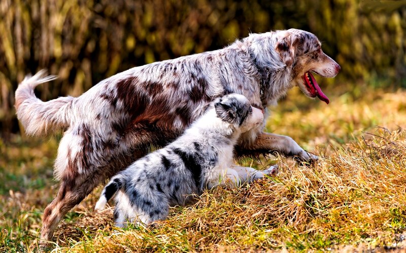Adult Dog and Puppy