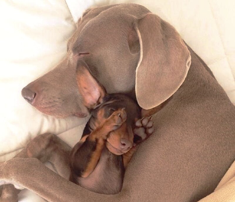 Adult Dog with Puppy — Brown