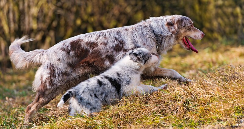Adult dog with puppy playing