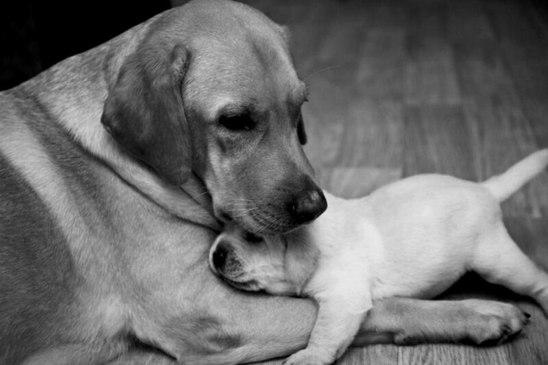Adult Dog with Puppy