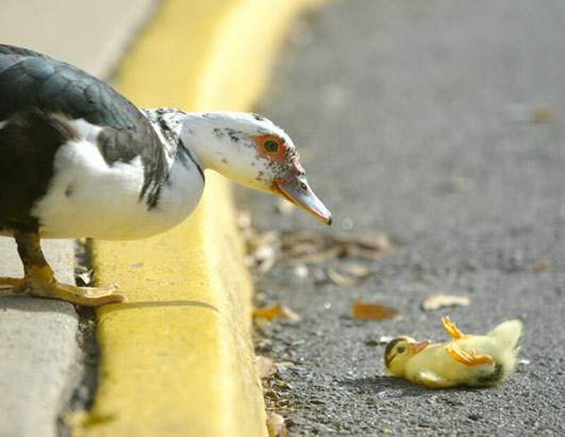 Adult Duck and Chick