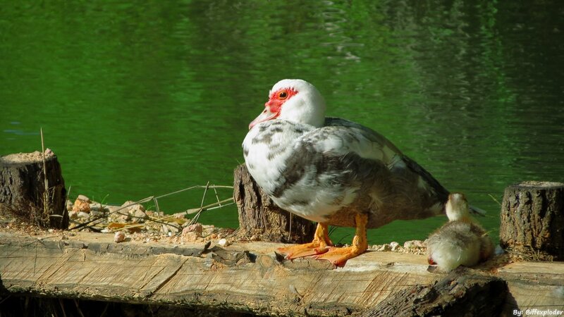 Adult Duck with Chick