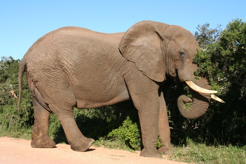 Adult Elephant Eating