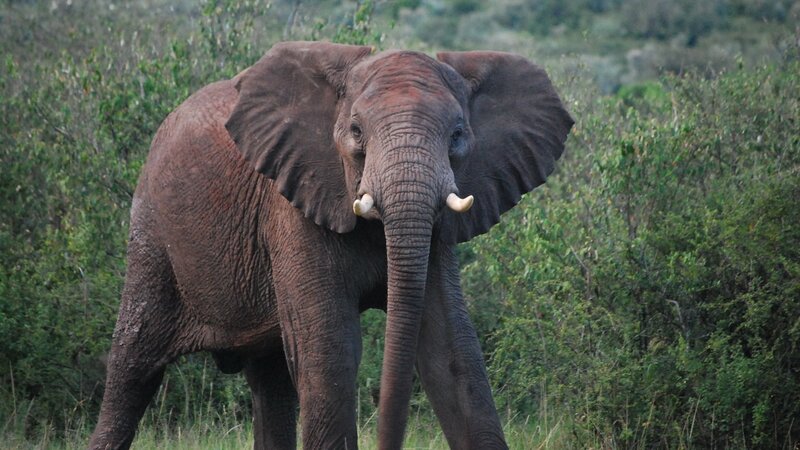 Adult Elephant in Bush