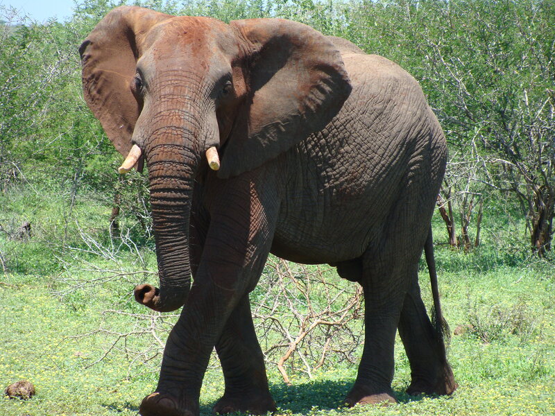 Adult Elephant in Field — Green, Calm