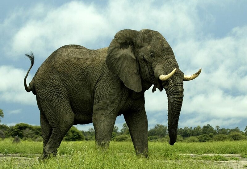 Adult Elephant in Field — Green