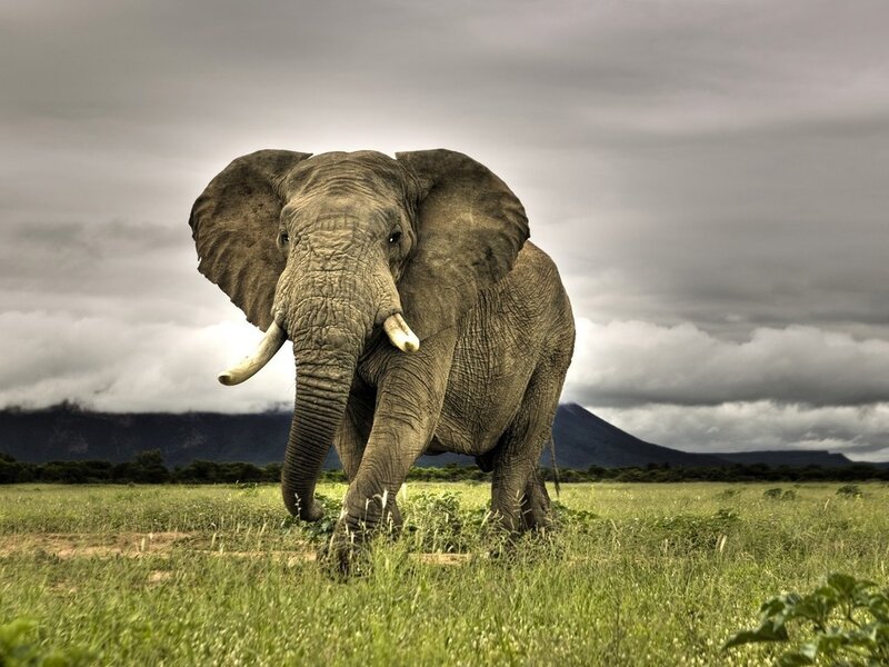 Adult Elephant in Field