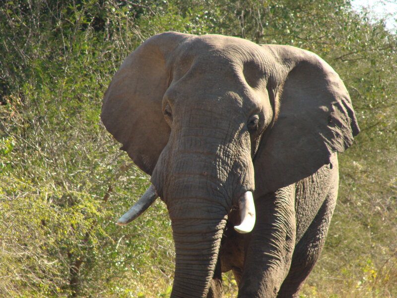 Adult Elephant in Forest