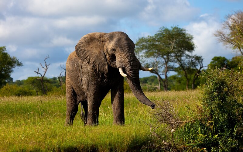 Adult Elephant in Grass — Green, Serene, Afternoon