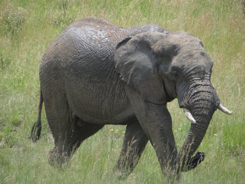 Adult Elephant in Grass — Green