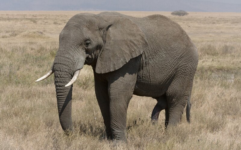 Adult Elephant in Grassland — Brown