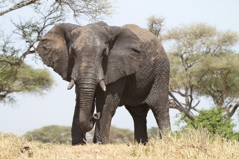 Adult Elephant in Savanna — Brown
