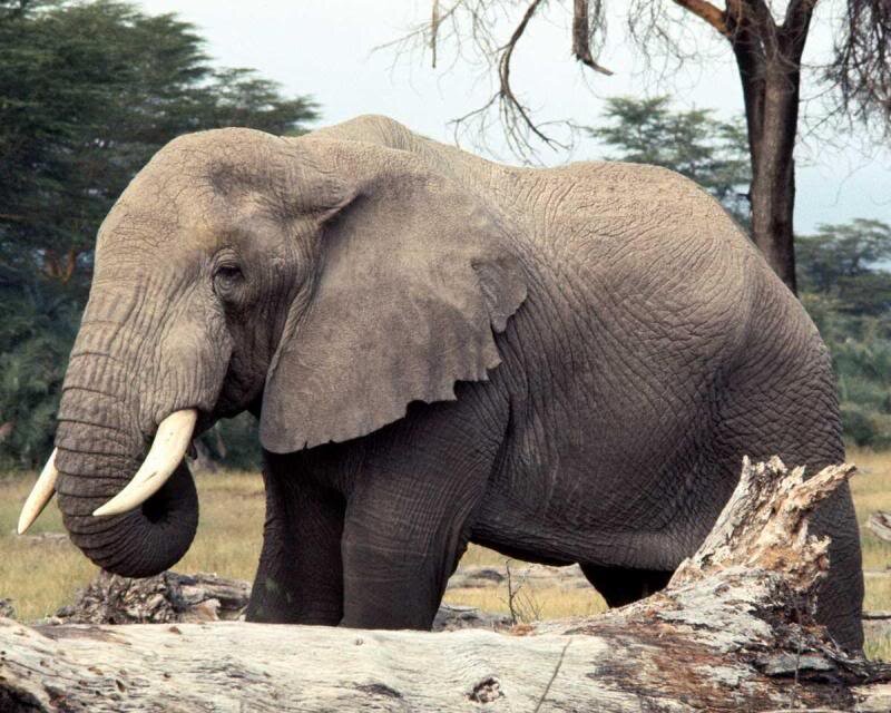 Adult Elephant in Savanna — Gray