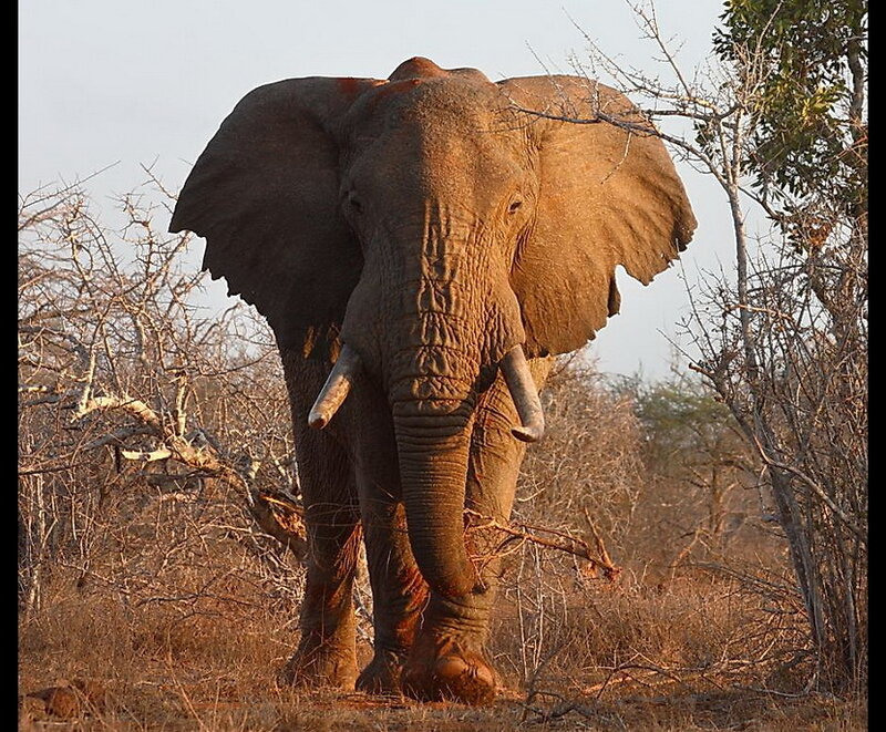 Adult Elephant in Savanna