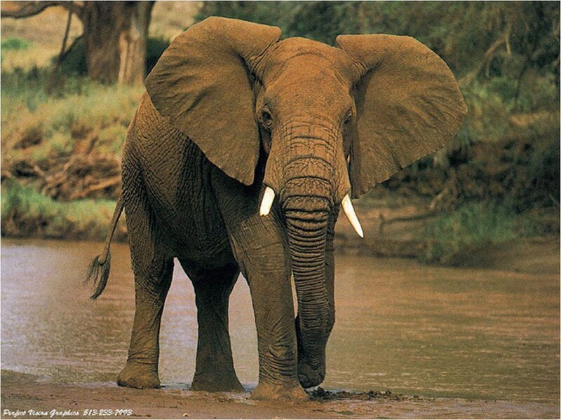Adult Elephant in Water