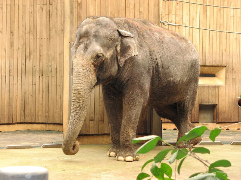 Adult Elephant Standing
