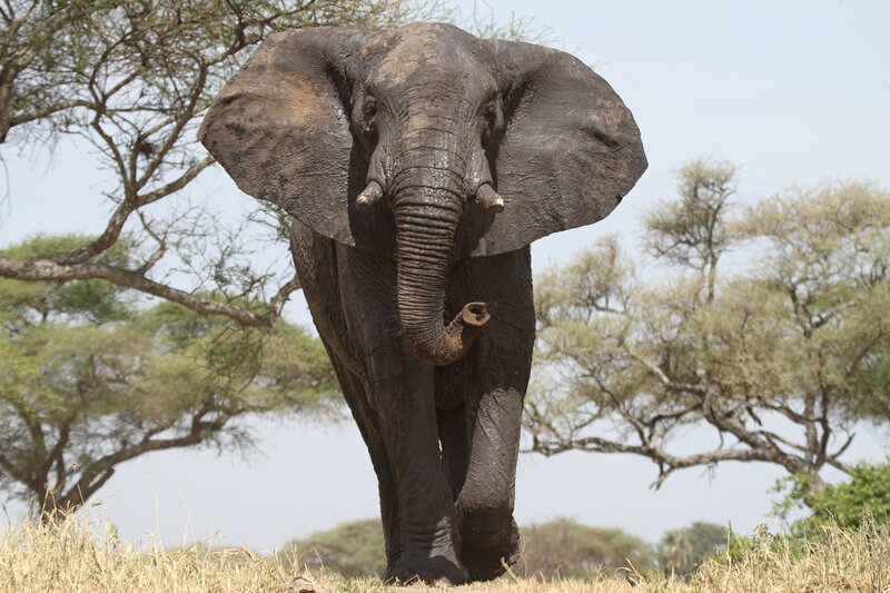 Adult Elephant Walking — Brown