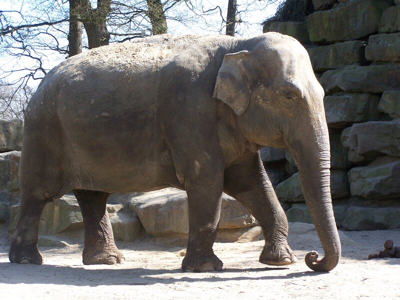 Adult Elephant Walking