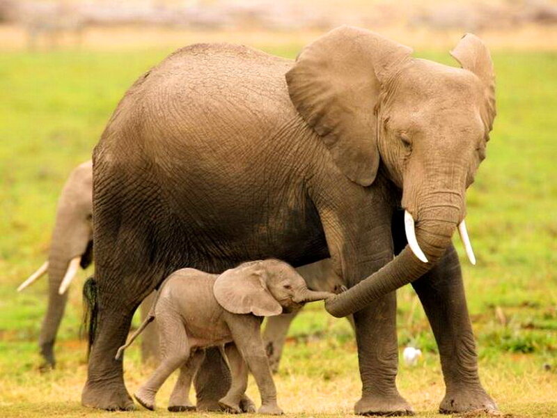 Adult Elephant with Calf