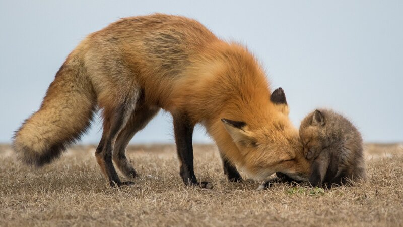 Adult Fox and Kit