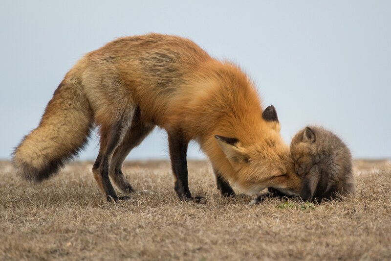 Adult Fox with Kit