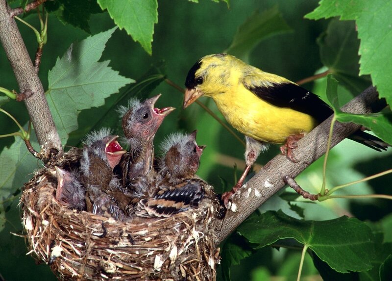 Adult Goldfinch Feeding Chicks