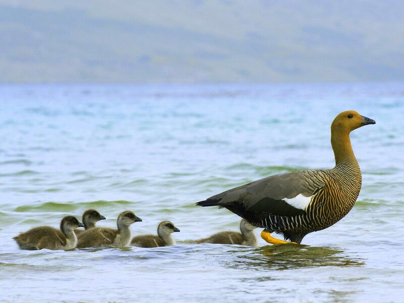 Adult Goose with Goslings — Blue