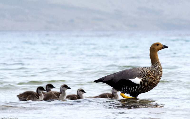 Adult Goose with Goslings — Brown