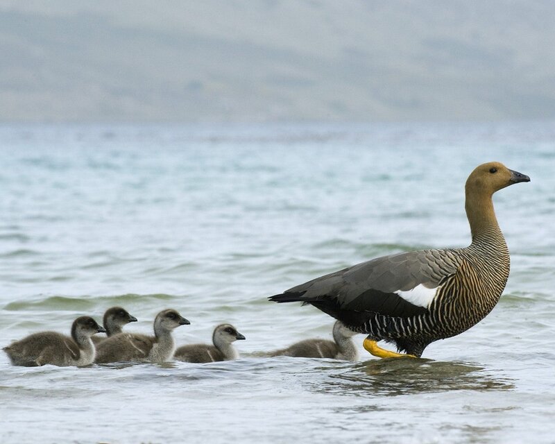 Adult Goose with Goslings — Gray, Serene, Photograph, Water