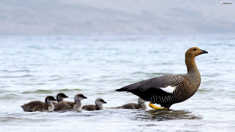 Adult Goose with Goslings — Gray