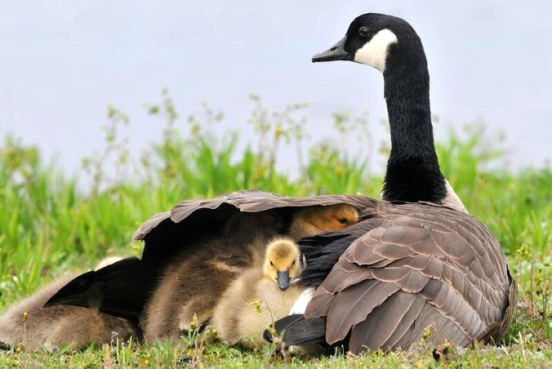 Adult Goose with Goslings