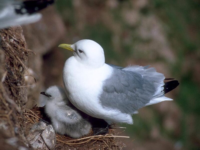 Adult Gull with Chick