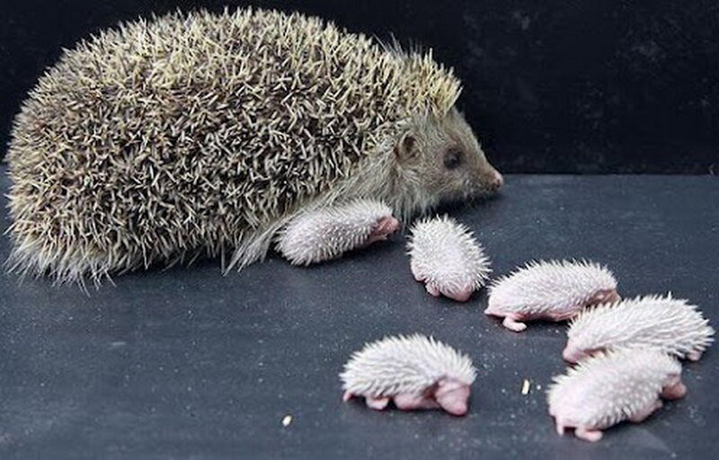 Adult Hedgehog with Babies