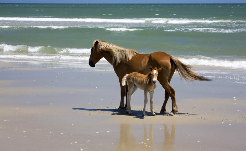 Adult Horse and Foal — Brown, Serene, Afternoon