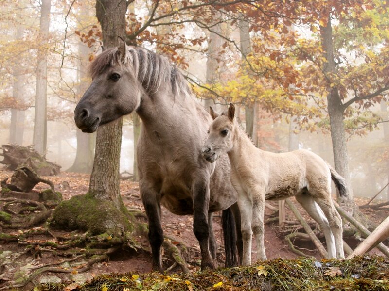 Adult Horse and Foal — Brown, Serene, Autumn
